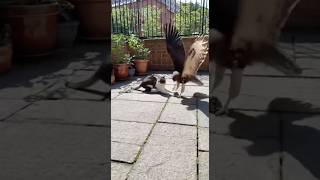 Cat Vs Mouse Until The Hawk Showed Up Steal The Mouse