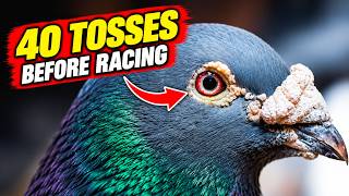 The Eijerkamp Method: Train Young Pigeons Early, Test & Select Hard