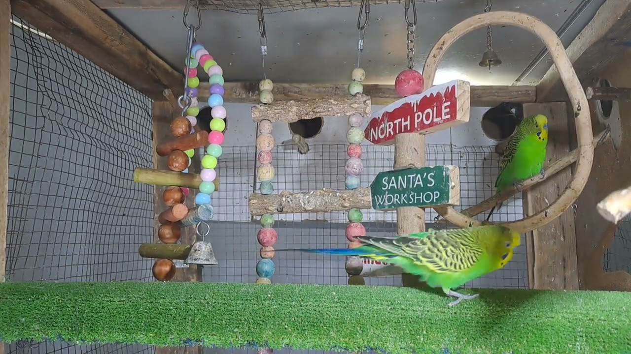 “Meet the smartest parrot on the internet 😎🦜 #Trending”