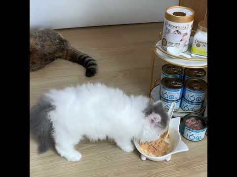 อาหารเสริมบำรุงขน เพิ่มอ้วน ลดขนร่วง แมวหมาประกวด/ Gorgeous Coat & Muscles Supplement For Cat & Dog