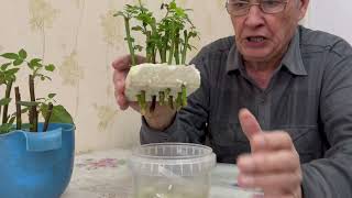 картинка: Черенки из букета