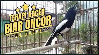 Suara Burung Kacer Bikin Lawan Emosi Gacor, Pancingan Kacer Agar Cepat Emosi Gacor