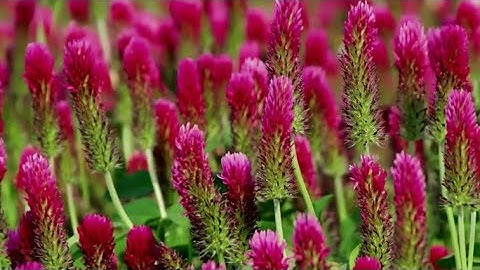 Carbon sequestration: How to improve C-Balances in organic farms