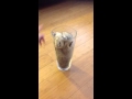 good morning, it's watch a cute cat video time!