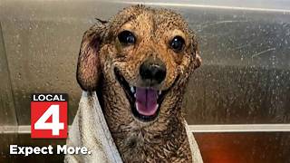 Dirty Dog Derby: Submit photos of your dog for a chance to win free dog washes for a year @ClickOnDetroitLocal4WDIV