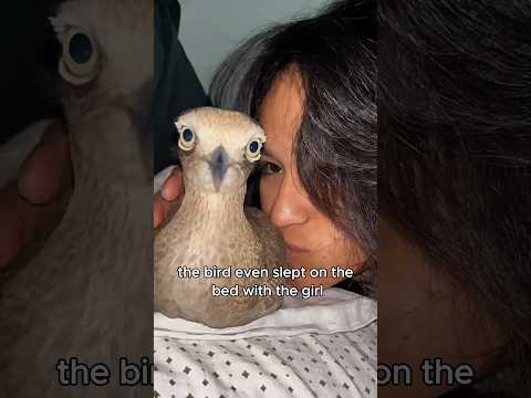 The bird that