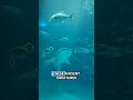 Why Sharks Are Actually TERRIFIED of Humans (Mind-Blowing Facts)