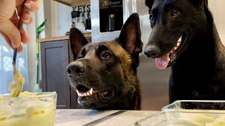 Dog Deviled Eggs #dog #smartdog #doglife