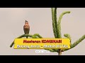 Masteran Burung Juara , KOMBINASI burung burung Juara #masteranburung #kicaumania