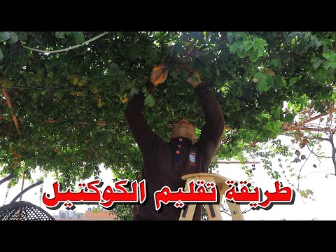 الطرق الصحيحة لتقليم الكوكتيل او المس فلورا او الباشن فروت للحصول علي اعلي انتاج 01224852985