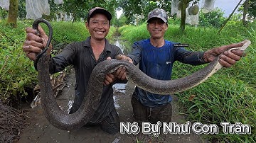 Trở về quê chinh phục con RẮN bự như con TRĂN | Gấc Quê