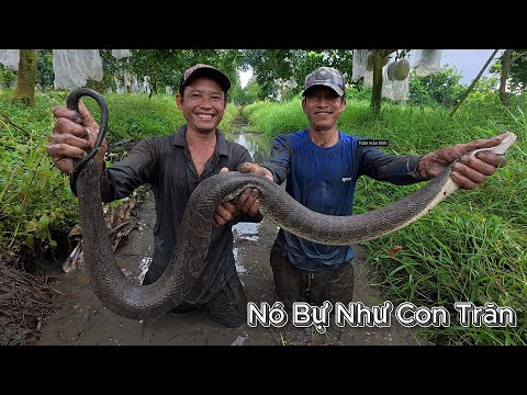 Trở về quê chinh phục con RẮN bự như con TRĂN | Gấc Quê