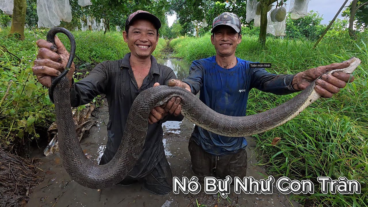 Trở về quê chinh phục con RẮN bự như con TRĂN | Gấc Quê