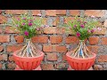 Give portulaca an attractive look with this method  gardening 4u