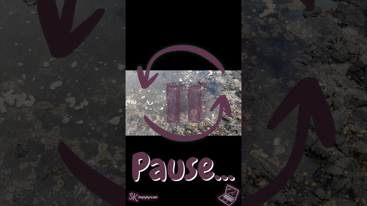 Tide Pool Life | Calm Stillness: Pause & Breathe