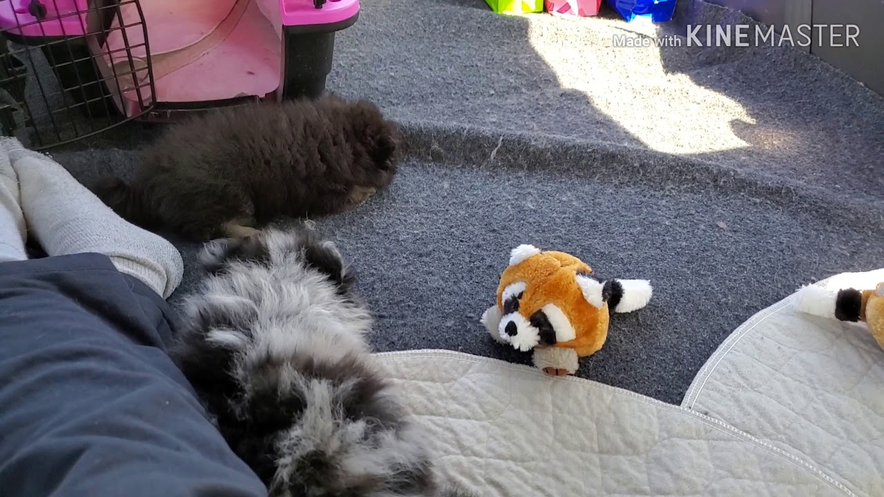 Puppy Delivery YouTube