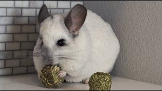 What is the Proper Chinchilla Diet?