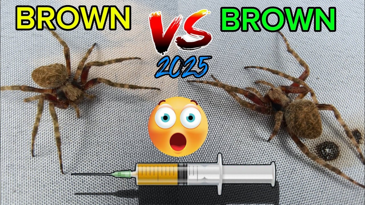 BROWN vs BROWN GAGAMBATTLE‼️