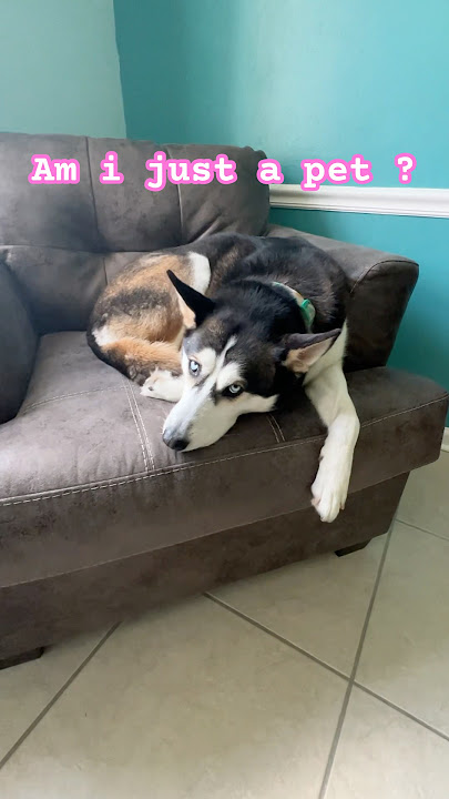 Am i just a pet?😔#shorts #dogloversdog #pets #1millionviews