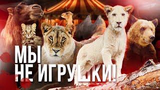 &quot;МЫ НЕ ИГРУШКИ! ПАРК ЛЬВОВ ЗЕМЛЯ ПРАЙДА&quot; — Выпуск о человеческой жестокости в отношении животных.