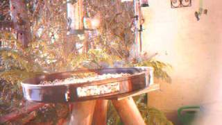 IM000113Tannenmeise.AVI