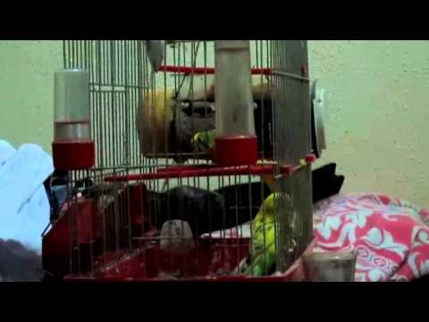 احبك و البقية تأتي 