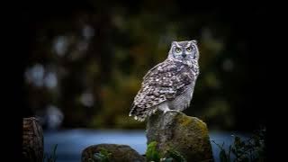 Owl Sound Effect 🦉 | Night Forest Ambience & Mysterious Nature Background
