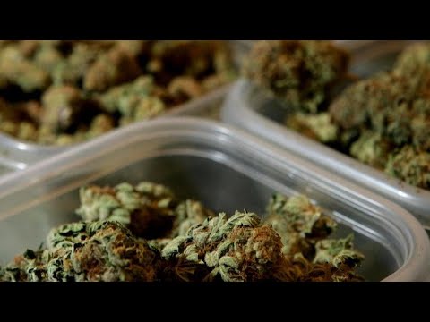 CBS News ballotreveals solid enhance for legalizing marijuana thumbnail