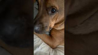 Shando likes to catch moth. #dog #dogs #funny #short #shorts #lol #shortvideo #shortsfeed #funnydogs