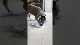 Staffy Loves His Christmas Present