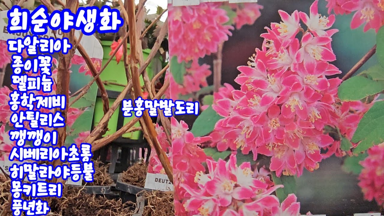 #희순야생화#연꽃다알리아#금어초#종이꽃#델피늄#홍학제비#와인컵쥐손이#안틸리스#시다세이지#깽깽이#장구채#히말라야등불#몽키트리#소리야#분홍말발도리#붉은병꽃#핑크단사#풍년화 