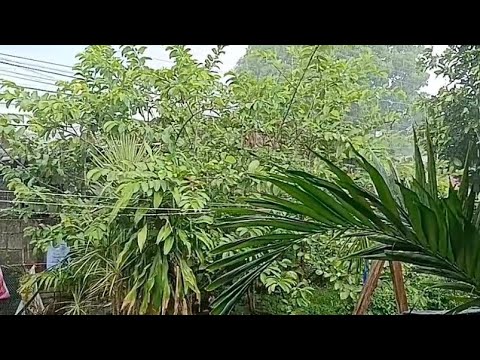 GUSTO KONG MALIGO SA SUBRANG LAKAS NANG ULAN 🌧️🌧️🌧️