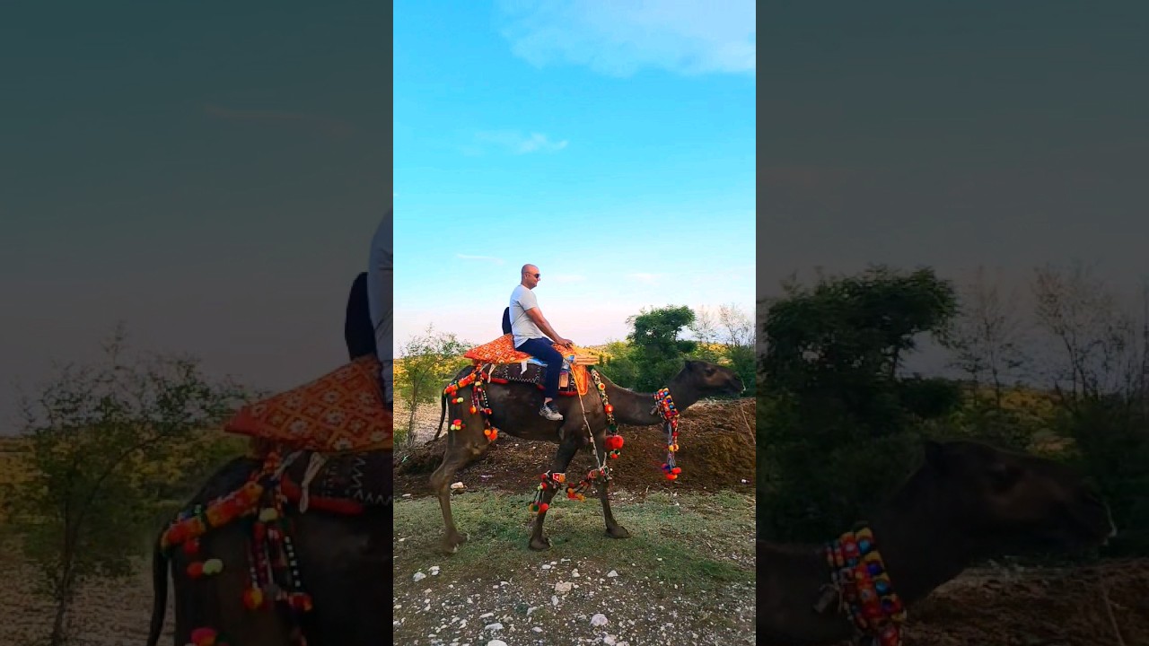 Camel Riding Experience