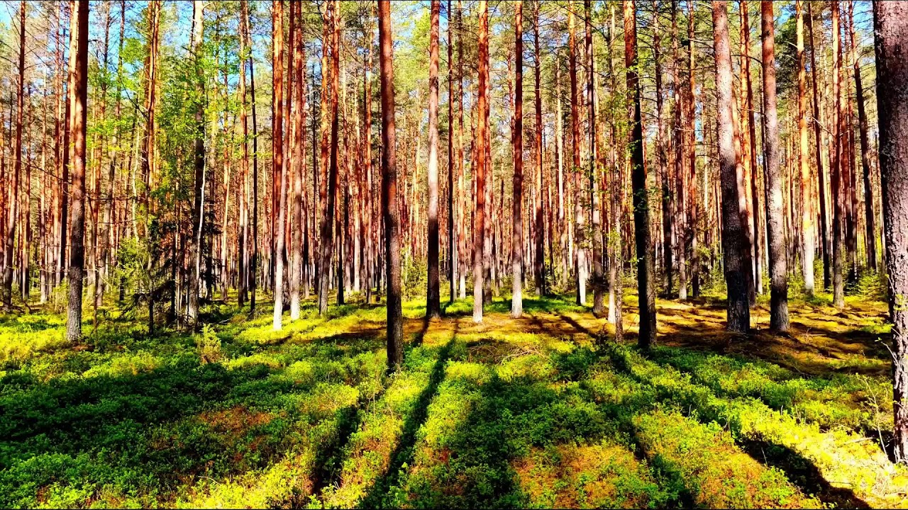 Звуки природы — расслабляющие звуки птиц. Утренние звуки природы для снятия стресса.