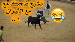 مصارعة الثيران #2 تموت من الضحك 😂