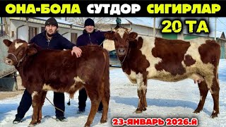 Download Lagu ОНА БОЛА БЎҒОЗ СУТДОР ЗОТДОР СИГИРЛАР ЗЎРЛАРИ Мирзабек Янгиариқ 23-января 2026 г. MP3