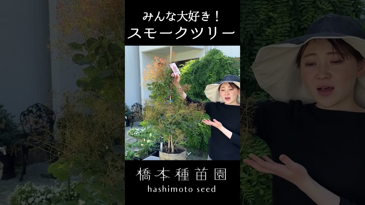 Everyone's Favorite! Smoke Tree #shorts - YouTube