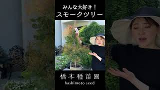 Everyone's Favorite! Smoke Tree #shorts - YouTube