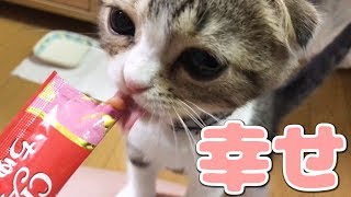 ちゅーるに夢中な子猫【スコティッシュフォールド】【Scottish Fold】