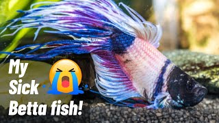 Top 10 Betta Fish Diseases And Remedies: Nurse Your Sick Betta Back To Health!