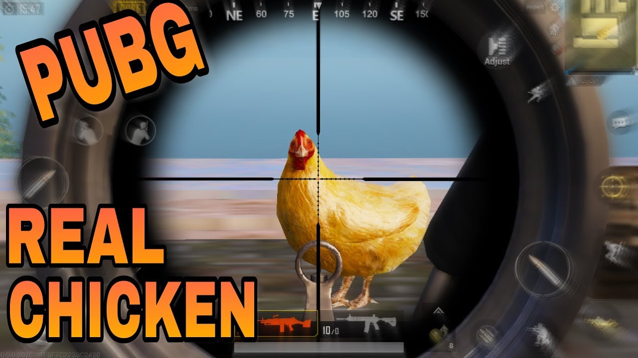 Real chicken in PUBG | How to find the chicken in PUBG Mobile - YouTube
