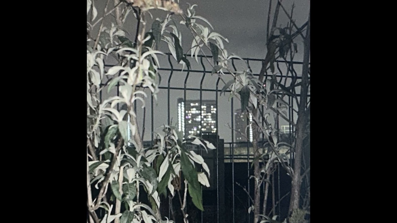 Mark William Lewis - Anyone