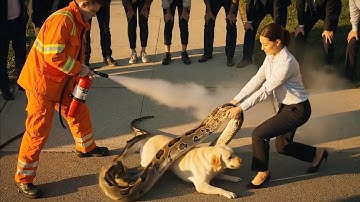 Animal Rescue in Canada: Brave Couple Save Dog from Giant Python and Release It Back to the Wild