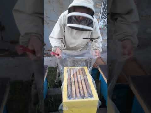 Продажа пчелопакетов на