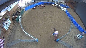 Big Sky Ranch Sorting Saddle Series #4 - YOUTH RANCH HAND - Round #1 - Ride #25