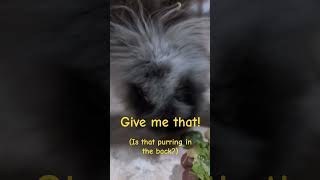 Give me that! (Is that purring in the back?) #like #subscribe #shorts #rabbit #cat #eating #asmr