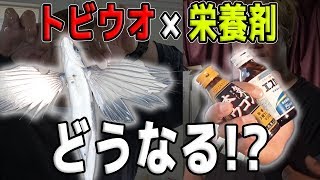 まさかの栄養剤を使って、トビウオ料理作る！