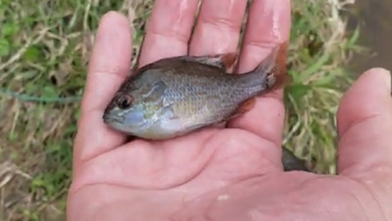 3 FISH TRAPS set for OVERNIGHT micro FISH ADVENTURE - YouTube