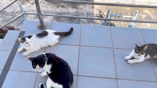 Group of Cats talking to each other- The World of Cats- Cat Videos for Cat lover #cat #catlover