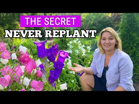 Growing Biennials: The Secret to Canterbury Bells (Campanula) Every Year